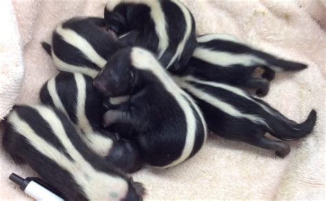 11 Photos Of Baby Skunks That Will Make You Fall In Love With The Lil
