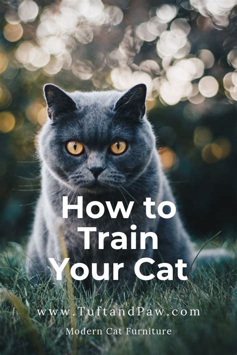 How To Train Your Cat Cat Training Cat Care Cats
