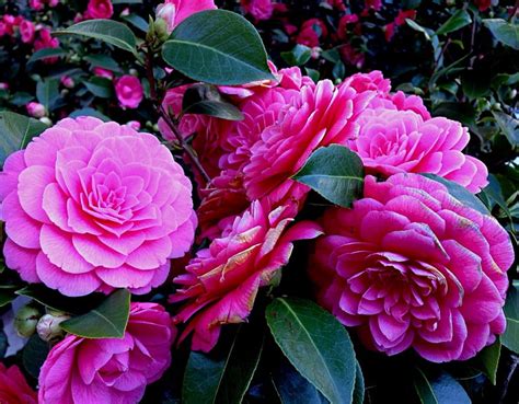 Camellia Flowers Pink Floral Hd Wallpaper Peakpx