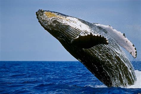 breaching humpback whale hawaii humpback whale lunging breaching whale travel 2