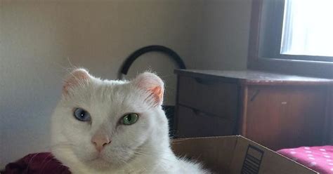 A Cat Her Box And The Look Of Disdain Album On Imgur