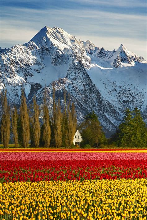Skagit Valley Tulip Festival Washington State Amazing Nature Places