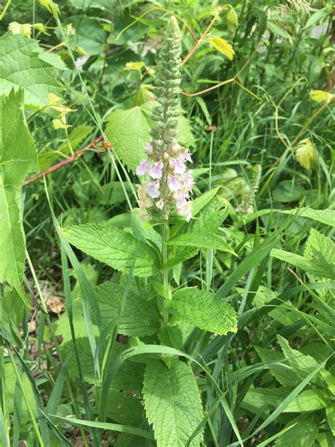 They all also react beautifully to pruning and can be shaped easily into borders or low hedges, used in knot gardens or among other herbs or in a rockery. Flora Feature: Germander - Blog - Pottawattamie Conservation