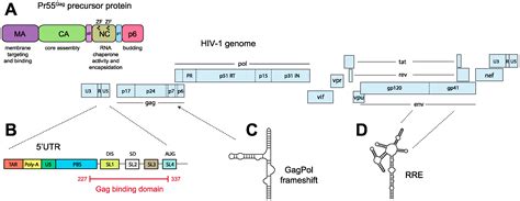 Viruses Free Full Text The Life Cycle Of The Hiv Gagrna Complex