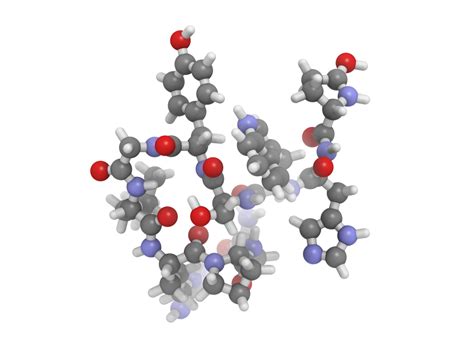 Home Luteinizing Hormone Surge Ovulation And Getting Pregnant