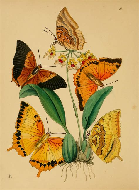 Vintage Butterflies Butterfly Art Botanical Art Butterfly Poster