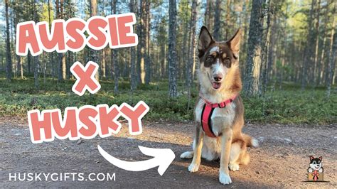 Australian Shepherd Husky Mix Aussie Siberian Guide