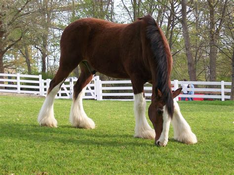 Clydesdale Horse Pictures Images And Pictures Becuo