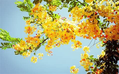 Free Download Beautiful Yellow Flowers On A Tree Hd Nature Wallpaper