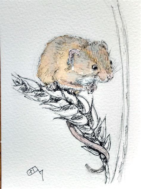 Harvest Mouse Watercolour And Pen Painting Original Art Wildlife
