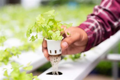 Top 15 Easy Plants That Grow In Hydroponics Grow Food Guide