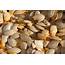 The Many Reasons Pumpkin Seeds Are Good For You  Organic Authority