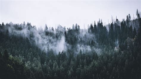 Desktop Wallpaper Green Forest Fog Nature Trees Dawn