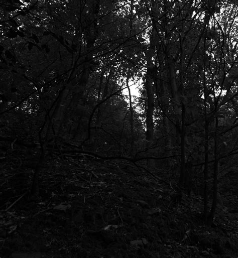 In The Forest 11 Foto And Bild Monochrome Tree Blackandwhite Bilder