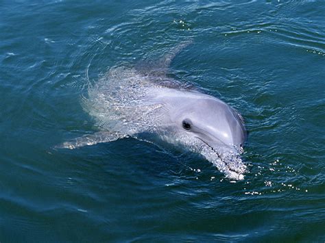 Rescatan A Cría De Delfín En Costas De Florida Video Ecoosfera