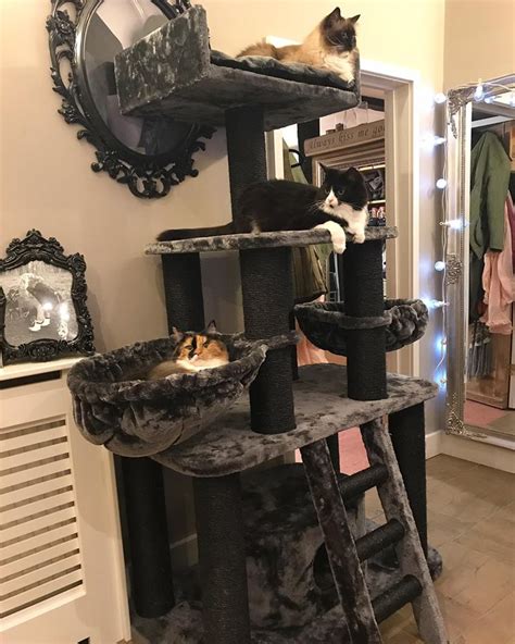 Cat Trees In Essex Free Delivery And Lowest Prices