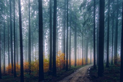 14 Best Tips To Improve Your Forest Photography