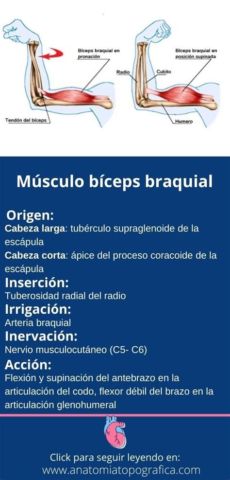 Músculo Bíceps Braquial Musculo Biceps Braquial Biceps Braquial