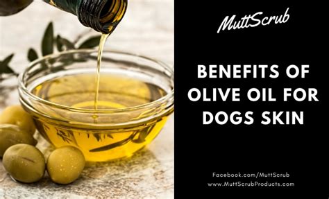 43 Can You Give Olive Oil To Dogs Home