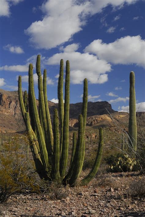 What Are The Different Types Of Cacti Living In Mexico Hunker