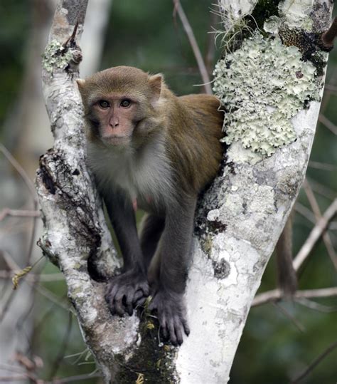 Floridas Wild Monkeys Have Dangerous Herpes Realclearscience