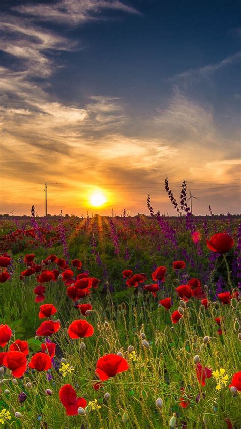 Field Of Flowers At Sunset Mobile Wallpapers 20 Images
