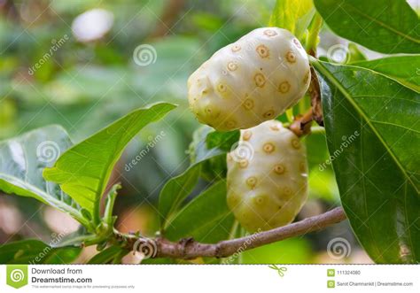 Noni Scientific Name Morinda Citrifolia Fruit On Trees Natur Stock