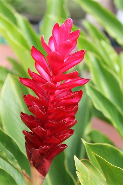 Blossom Bloom Plant Pink Ginger Nature Flowers Exotic Green