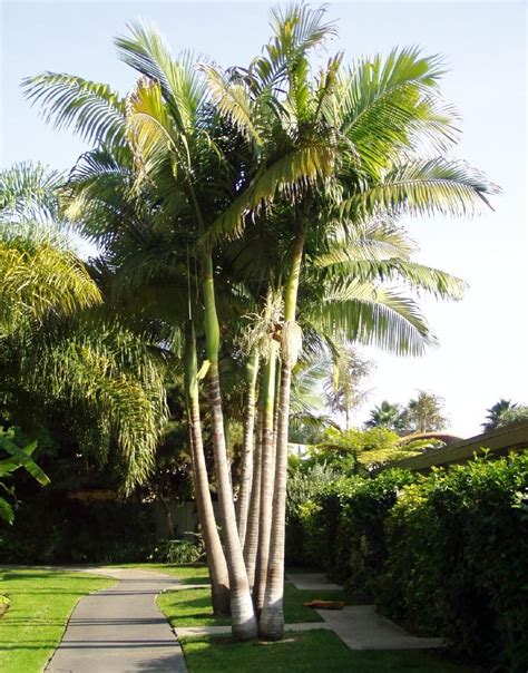 Queen Palm Palm Trees Landscaping Palm Garden Tropical Landscaping