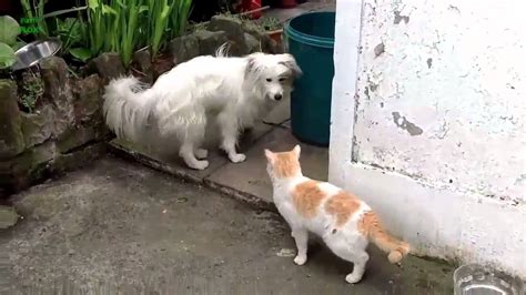Funny Dogs Scared Of Cats Compilation 2014 New Hd Youtube