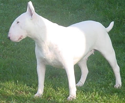 Bull Terrier Breeders And Kennels Bull Terrier Puppies For Sale