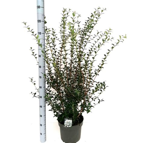 Osmanthus X Burkwoodii — Plant Wholesale Floraccess