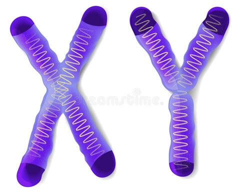 Sex Chromosome X And Y Stock Vector Illustration Of Microscope 37027868