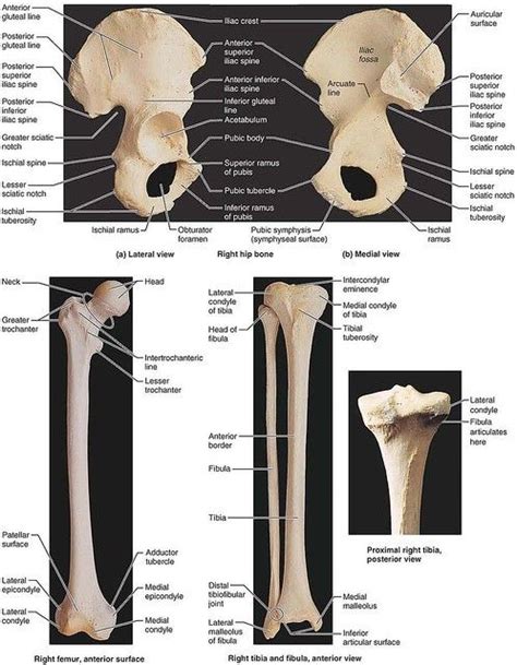 Pelvic Bones Anatomy