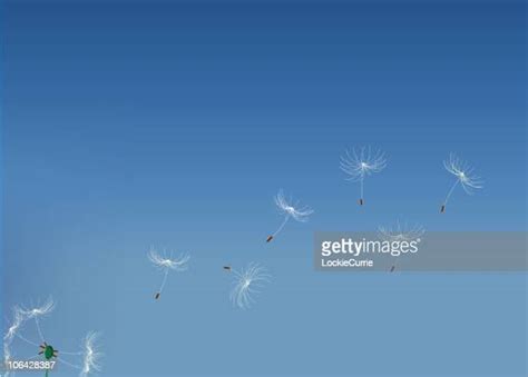 Dandelion Blowing Blue Sky Photos And Premium High Res Pictures Getty