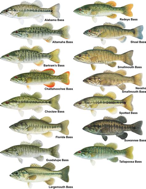 Conservation Of Black Bass Diversity An Emerging Management Paradigm Taylor 2019