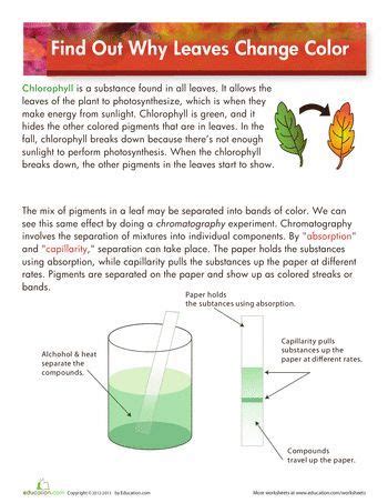 These worksheets include math exercises for 3rd grade students. Image result for autumn leaves worksheet chlorophyll ...