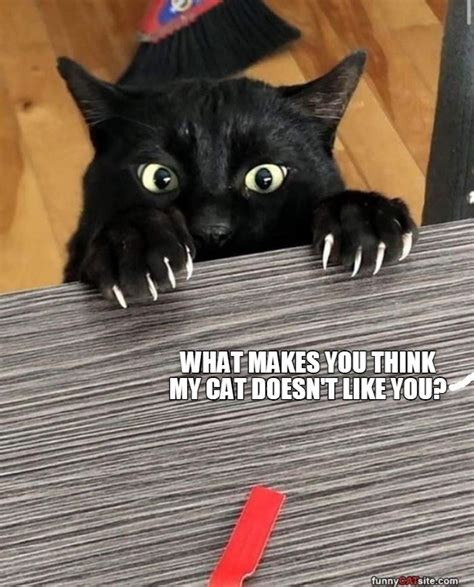 Mind Games Lolcats Lol Cat Memes Funny Cats Funny Cat