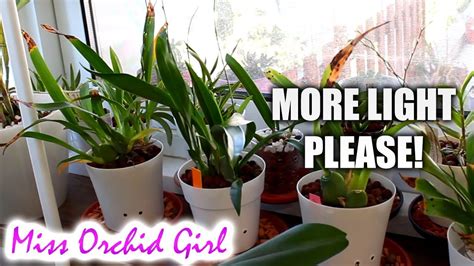 The amount of sun needed for each vegetable varies. How Much Sun Do Orchids Need - The Home Garden