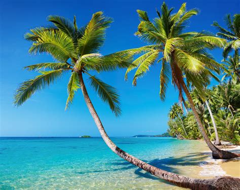 Two Green Coconut Trees Sea Beach Summer Landscape Tropics Palm