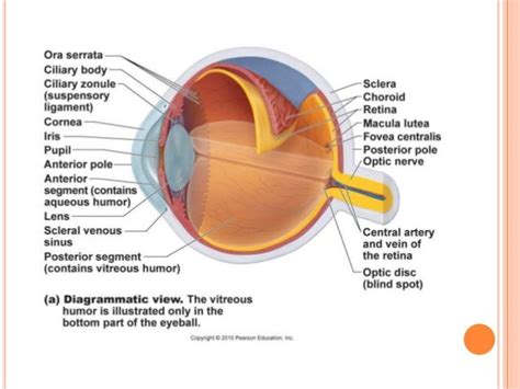 Anatomy Of Eyeball