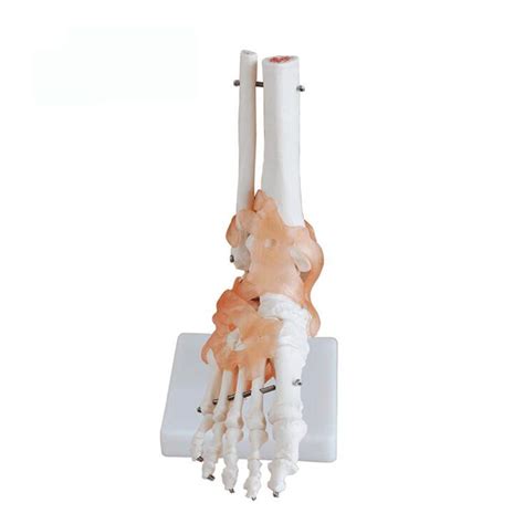 Buy Fmoge Life Size Human Foot Skeleton Model Medilcal Anatomical Human