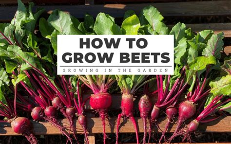 How To Grow Beets 7 Tips For Growing Beets Growing In The Garden