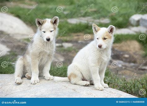 Sled Dog Puppies Stock Image Image Of Disko Greenland 56842215