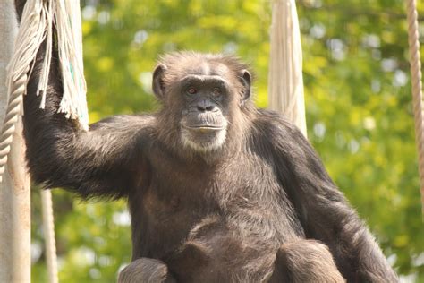 Fotos Gratis Animal Fauna Silvestre Zoo Mamífero Mono Primate