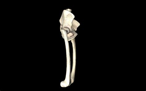 Hip Joint Hip Bone Sacrum Femur Only Bones Medically Accu 3d