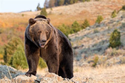 Grizzly Bear Description Habitat And Facts Britannica