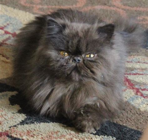 Find cats and kittens in utah. Persian Cats For Sale | Harrison, AR #289674 | Petzlover