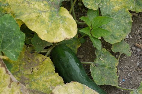 Cucumber Leaves Turning Yellow Causes And Simple Fixes