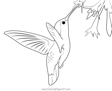 Hummingbird Beautiful Coloring Page For Kids Free Swifts And